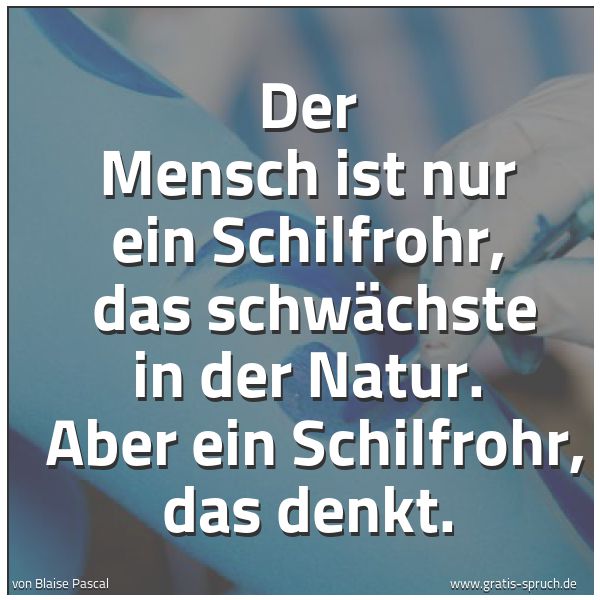 Quadratisches Spruchbild: Der Mensch ist nur ein Schilfrohr, das schwächste in der Natur. Aber ein Schilfrohr, das …